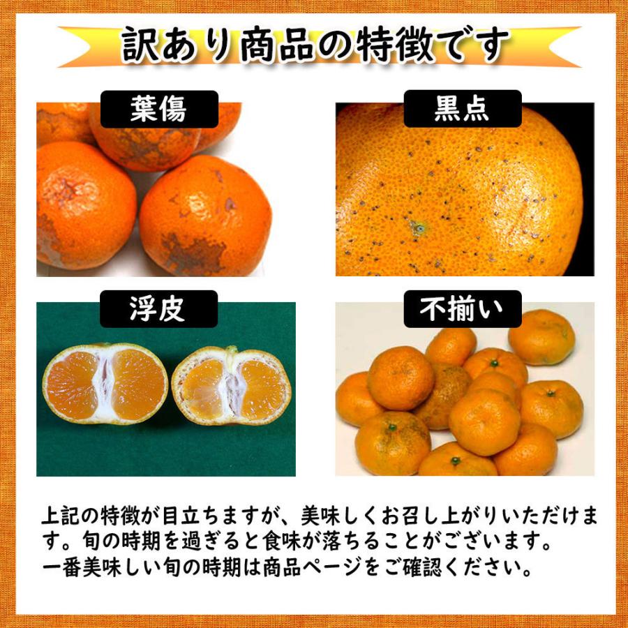 みかん 箱買い 中島みかん 訳あり 中島 訳ありみかん 愛媛みかん 送料無料 約10ｋｇ S〜2L いずれか 温州みかん