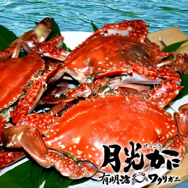 ワタリガニ直売 活〆 有明海 生 渡り蟹 1.2kg(3尾入)わたりがに 熊本県上天草市 旬 活締め冷凍 ボイルして本格パスタに［お歳暮 ギフト プレゼント］