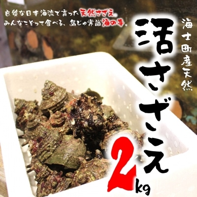 限定30セット 島獲れ 活さざえ 2kg 新鮮 BBQ(2023年12月以降発送)