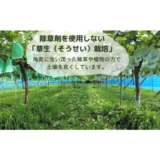 ふるさと納税 埼玉県 杉戸町 ナガノパープル＆シャインマスカット 詰め合わせ 約1kg [2024年9月以降配送] 減農薬栽培 除草剤不使用 皮ごと食べられる種なしブ…