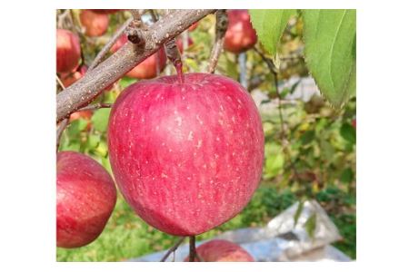 12月中にお届け！青森県産 サンふじ 3kg りんご 年内配送 家庭用 贈答用