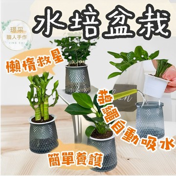 【璟采職人】水培塑膠盆 水培花盆 水培盆栽 懶人盆栽 水耕盆 自動吸水 塑膠花盆 盆栽容器 水耕花盆 樹脂花盆 盆器