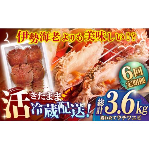 ふるさと納税 長崎県 平戸市 漁師直送！ 活き！ 平戸の「うちわえび」 計3.6kg（600g×6回） 平…