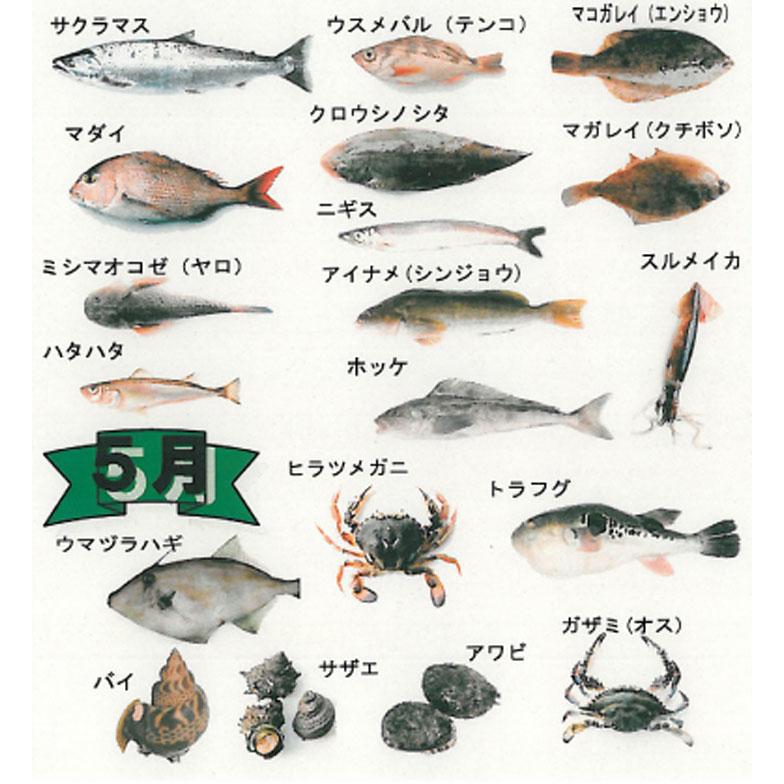 鮮魚ボックス セットA 山形県庄内産 鮮魚 詰め合わせ 直送 食の都庄内