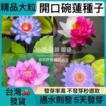 💥台灣發貨💥熱銷精品【開口碗蓮種子】遇水則發 發芽率高達99%  禪意十足 好運連連 四季種植 進門玄光 書桌盆栽 種子
