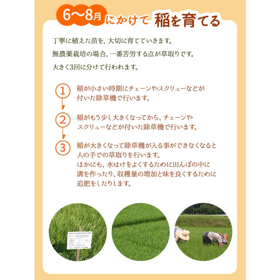 黒米（紫黒苑・古代米）1kg 福井県令和5年産 無農薬・無化学肥料栽培