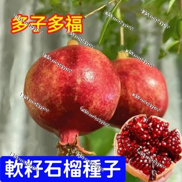 現貨🌱【石榴種子】（100粒）四季種植紅寶石石榴籽 突尼斯軟籽石榴 黑籽石榴 水果種子 四季種植 年年掛果 小院陽台種植