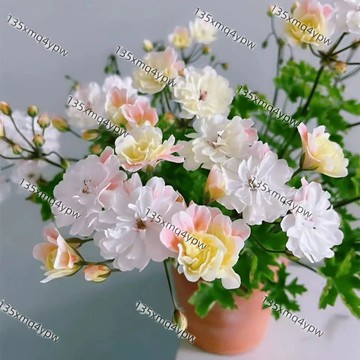 台灣現貨 天笙葵種子（250粒）四季開花 耐熱耐寒｜陽台庭院必備｜新手爆花首選｜易活低維護觀賞花卉 四季種植 多年生