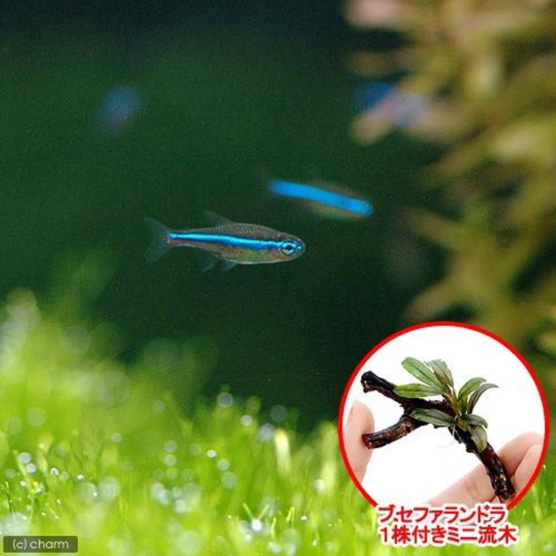 熱帯魚）（水草）グリーンネオンテトラ（１０匹） ＋ おまかせ 