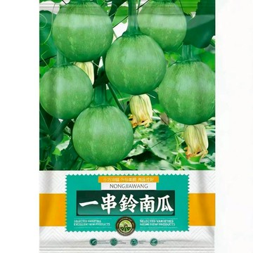 【原廠包裝】一串鈴南瓜種子（One String Bell Pumpkin）20粒裝  台灣現貨 早生豐產  口感綿密香