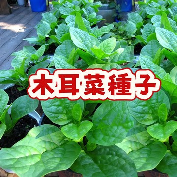 🥬次日達-【木耳菜種子】皇宮菜 當季新籽 發芽率高  營養豐富 鮮嫩可口  陽台庭院盆栽 新手易種植#超優惠