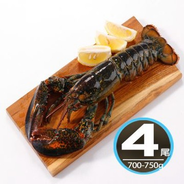 華得水產 活凍波士頓龍蝦4尾(700-750g/尾/特大尾)