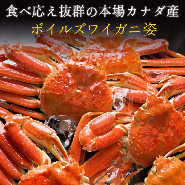 お歳暮 ギフト ボイルズワイガニ姿1.2kg（600g前後×2枚セット） かに カニ 蟹 送料無料（北海道・沖縄を除く）