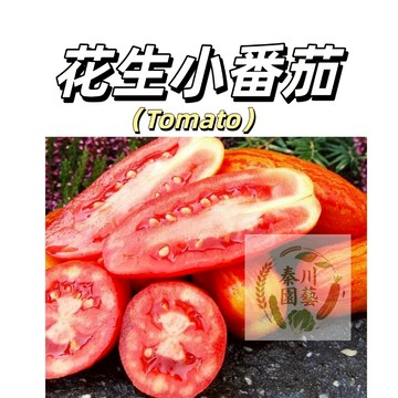 嘉義現貨（花生小番茄FQ-36）小櫻桃蕃茄~紅色小西紅柿種子#矮化多年生盆栽地栽高產蔬菜果菜~tomato