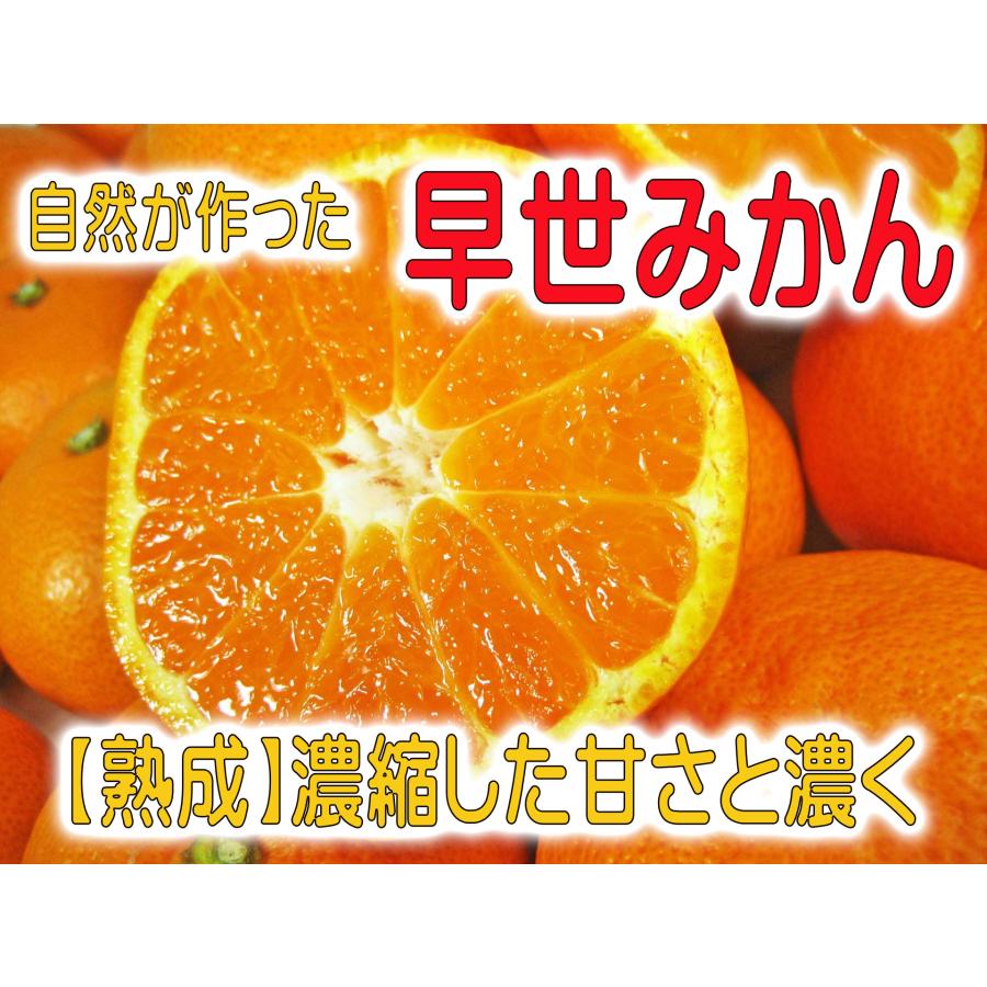 「訳あり」早世みかん濃厚な甘さと爽やかな香り 「早世みかん」4.5kg 500g（保証分）合計約5kg 　送料無料（ S〜2L （サイズ混合　無選別）熊本県産天草産