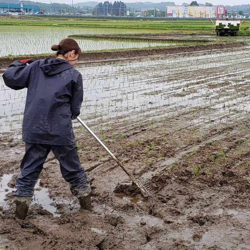 水菜土農園精米新米 北海道県産 ななつぼし 30kg (5kg×6袋) 令和4年産 古代米お試し袋付き