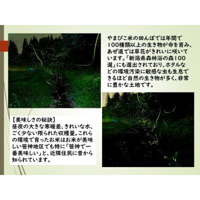 ふるさと納税 コシヒカリ「やまびこ米」5kg×12回 玄米黒酢農法 金賞受賞 特別栽培米 白米 精米 農家直送 新米は.. 新潟県阿賀野市