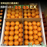 ＜完熟キンカン「たまたまEX」エクセレント 2L×3kg １箱＞2024年2月上旬～2月下旬迄に順次出荷  金柑 柑橘 果物