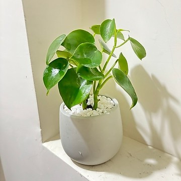 ☘️荷葉椒草☘️招財樹、淨化空氣、荷葉椒草因葉片外形神似錢幣，被視為招財、圓滿如意的吉祥植物。