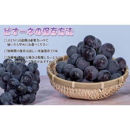 ふるさと納税 ぶどう 2024年 先行予約 ニュー ピオーネ 大粒 大房 1房 650g以上 ブドウ 葡萄 岡山県 赤磐市産 国産 フルーツ 果物 ギフト 赤坂青.. 岡山県赤磐市