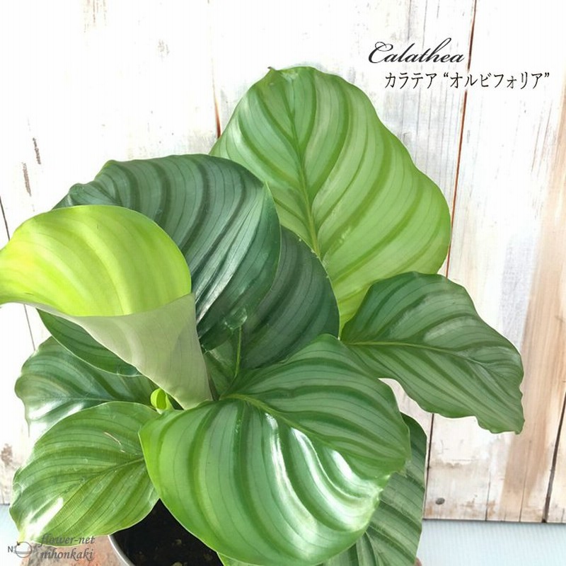 カラテア オルビフォリア 観葉植物 4号鉢 インテリア おしゃれ 通販 Lineポイント最大0 5 Get Lineショッピング