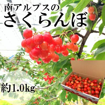 ふるさと納税 南アルプス市 山梨県南アルプス市産　旬の採れたてさくらんぼ　1kg