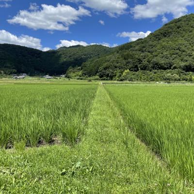 ふるさと納税 丹波篠山市 丹波篠山産コシヒカリ でかんしょ米5kg×4