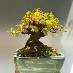 台灣現貨現發 微型景觀植物茉莉花 梔子花 櫻花 迎客松種子 羅漢松 松假山松種子植物盆栽 陽臺室內室外