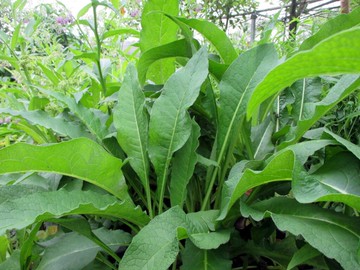 康復力草苗每棵50元(台灣種植)