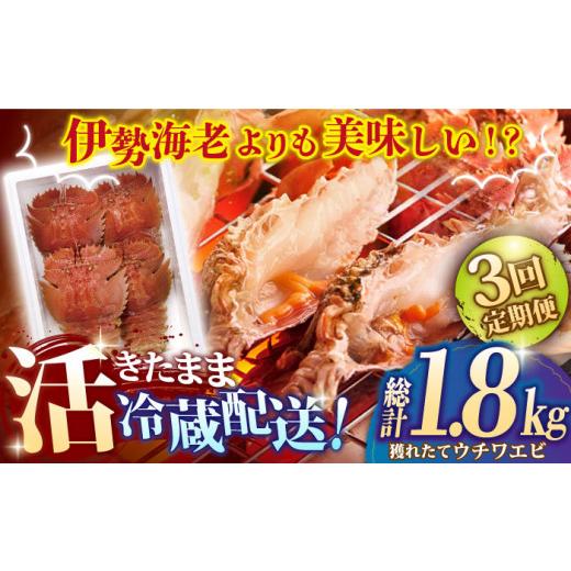 ふるさと納税 長崎県 平戸市 漁師直送！ 活き！ 平戸の「うちわえび」 計1.8kg（600g×3回） 平…