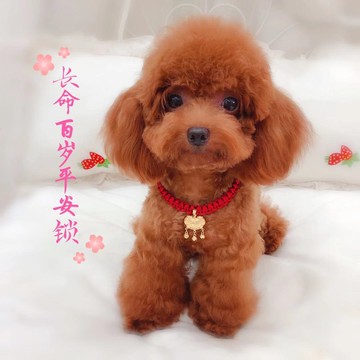 寵物長命鎖狗狗貓咪項圈鈴鐺掛飾吊墜項鏈泰迪平安鎖果寶小天地