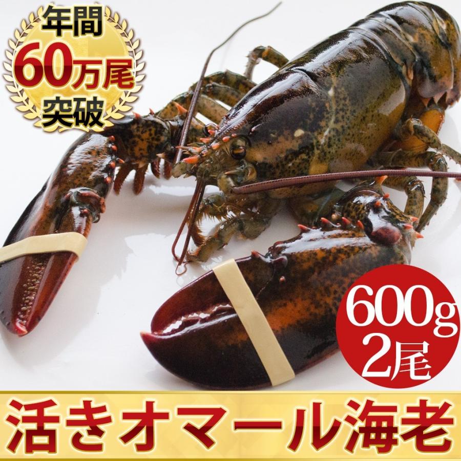 活オマール海老（600g）2尾入