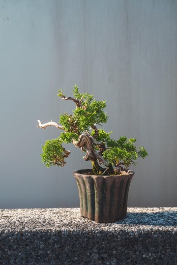 系魚川真柏小品盆栽 有水線舍利雕刻變化多