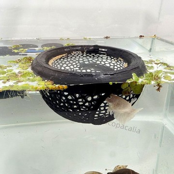 【台灣出貨】鬥魚小型鸚鵡魚烏龜魚缸魚食漂浮餵食圈懸浮魚兒投食圈水族箱漂浮【促銷】