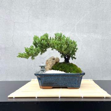 小品盆栽-日式庭院柏組合16 送禮 開幕