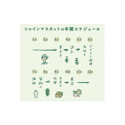 ふるさと納税 山梨県 富士吉田市 旬のフルーツ シャインマスカット２房 山梨県産 シャインマスカット くだもの 果物 旬 フルーツ 先行予約 2024年