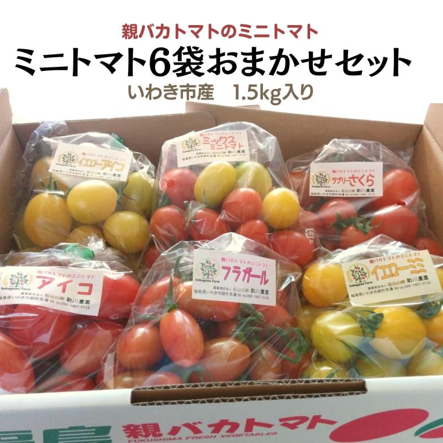 [予約 5以降お届け]親バカトマトのミニトマト250g×6袋詰 おまかせセット1.5kg  ギフト いわき市産 助川農園 農園直送