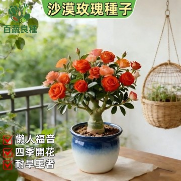 現貨速發沙漠玫瑰種子 沙漠玫瑰種子 門前轉運 招財60個品種超多花色 四季種植 沙漠玫瑰 稀有品種養不死花卉 花期超長