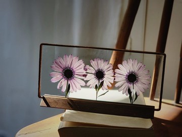 植物圖鑑∣藍眼菊灰紫色調∣玻璃鑲嵌∣花草標本