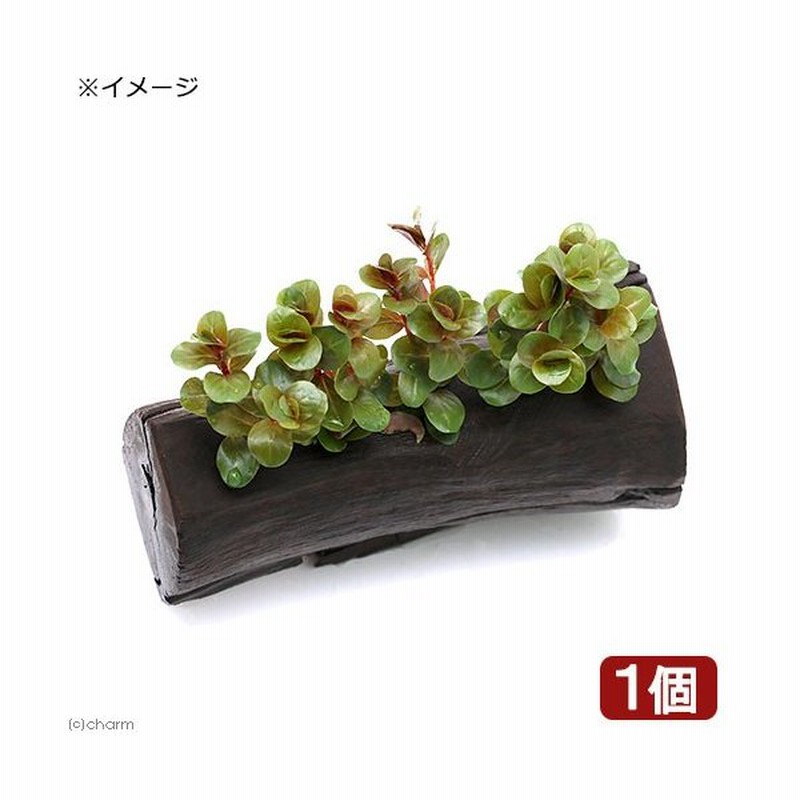 水草 ロタラ ロトンディフォリア ベトナム ｈ ｒａ 水上葉 流木付 ｓサイズ 約１５ｃｍ 無農薬 １本 通販 Lineポイント最大0 5 Get Lineショッピング