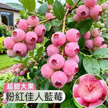 台灣現貨 粉色佳人藍莓種子（1000粒）四季高產 個大超甜藍莓 四季種植 小院陽台種植 盆栽藍莓薄霧藍莓 富含花青素