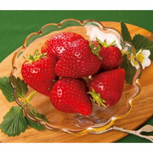 野菜 果物 フルーツ 栃木産 とちあいか 450g　（12月上旬-下旬お届け） N97996