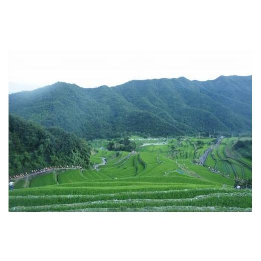 ふるさと納税 香川県 小豆島町 小豆島・中山千枚田の棚田米(白米) 5キロ