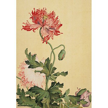 【拼圖貓】百耘圖-HPN0108-006 清 郎世寧 仙萼長春 罌粟拼圖108片