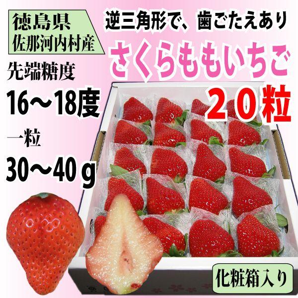いちご さくらももいちご イチゴ 苺 20粒 化粧箱入り 送料無料 12〜4月にお届け