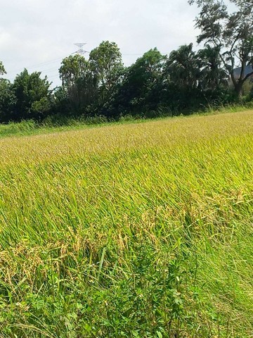 新屋區三福路旁605坪美農地｜桃園市新屋區下田心子段員笨小段