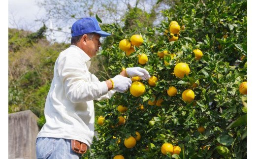 愛媛県産 清見 贈答用 4.5kg みかん 柑橘 完熟 ※2024年3月上旬～4月中旬頃に順次発送予定