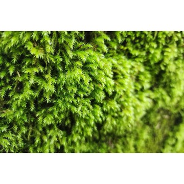 苔鑽🍀超低價 人工培育「片裝6x6cm」小灰蘚 半水景生態缸 青苔 微景觀 苔蘚生態造景 DIY 鋪面造景