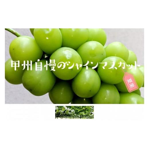 ふるさと納税 山梨県 甲州市 甲州自慢のシャインマスカット 1kg以上 (2〜3房入り)（NK）B12-420