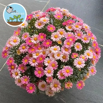 🌸（快速出貨）瑪格麗特小雛菊種子大全 洋甘菊種籽｜陽台窗台變身歐風花園｜四季可開 新手超好養｜療癒系盆栽易爆盆 開花超美